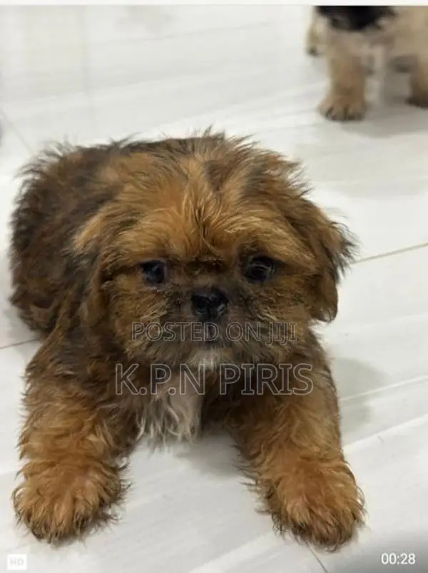 Shihtzu Puppies