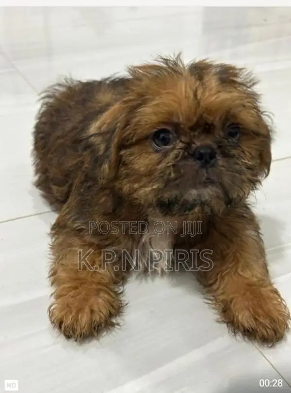 Shihtzu Puppies