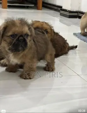 Shihtzu Puppies