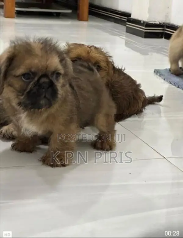 Shihtzu Puppies