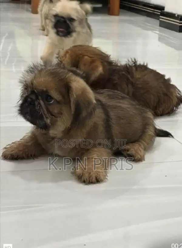 Shihtzu Puppies
