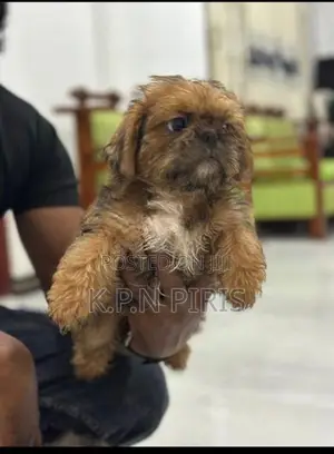 Shihtzu Puppies