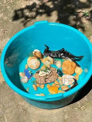 Fish Tank with Equipment