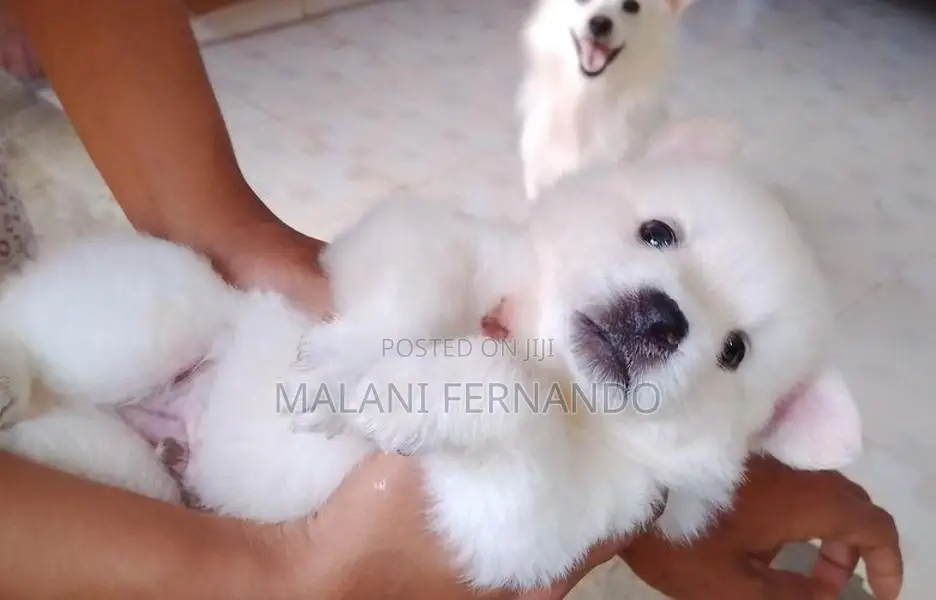 Pomeranian Puppies