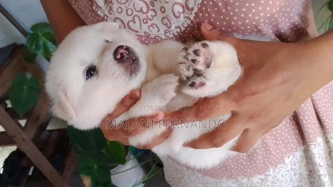Pomeranian Puppies