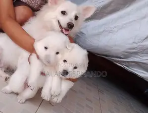 Pomeranian Puppies