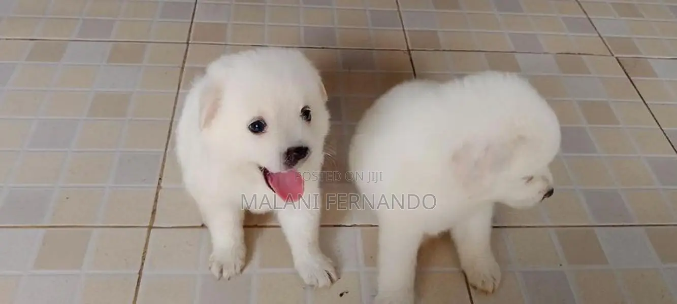 Pomeranian Puppies