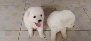 Pomeranian Puppies