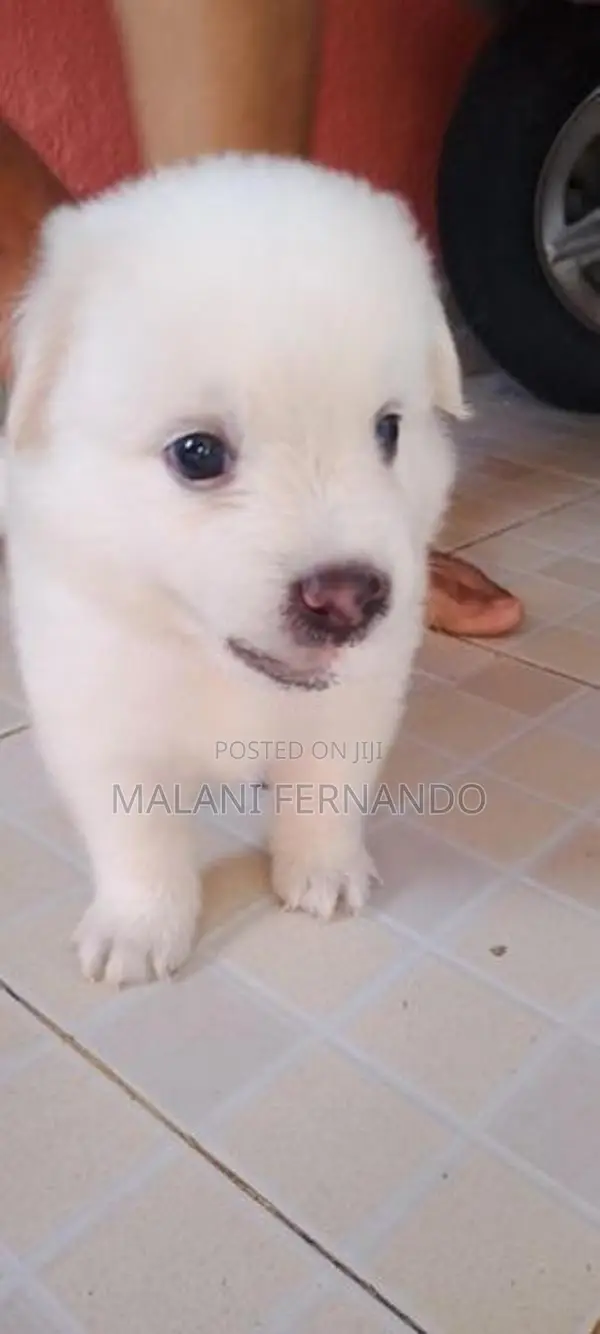 Pomeranian Puppies
