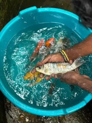 Carp Fish