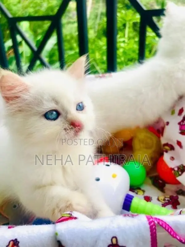 Persian kitten