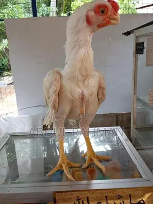 Parrot Beak Chicks
