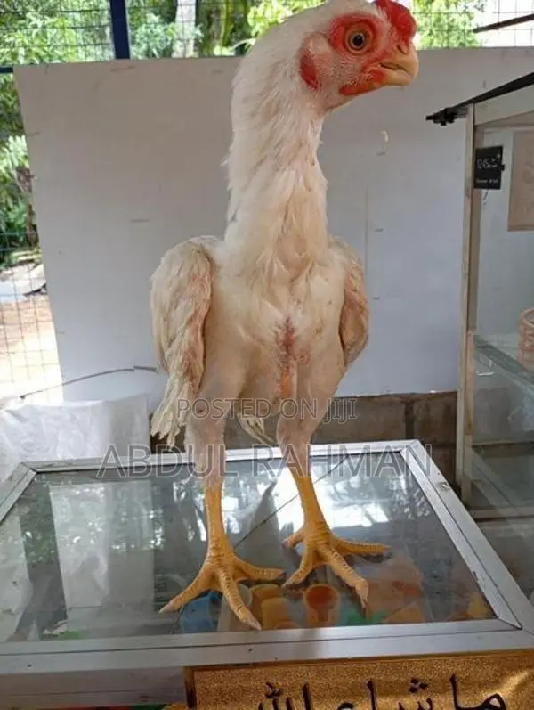 Parrot Beak Chicks