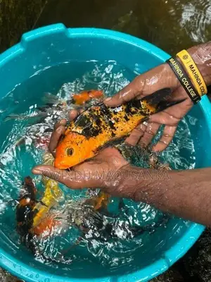 Carp Fish