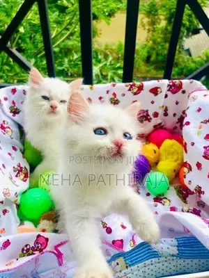Persian kitten