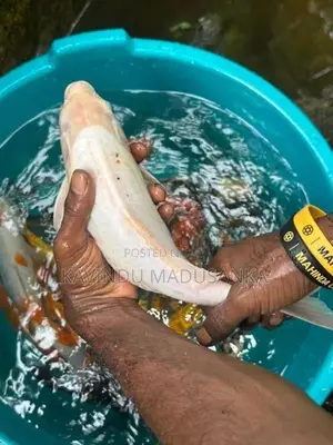 Carp Fish