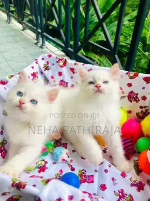 Persian kitten