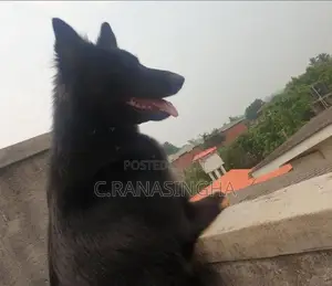 German Shepherd Dog