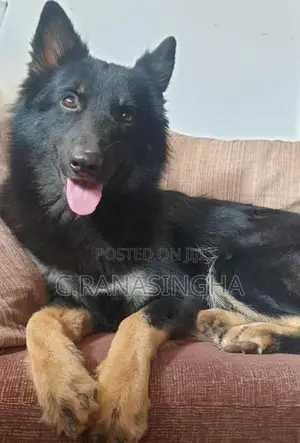 German Shepherd Dog
