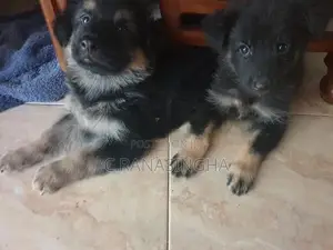 German Shepherd Dog