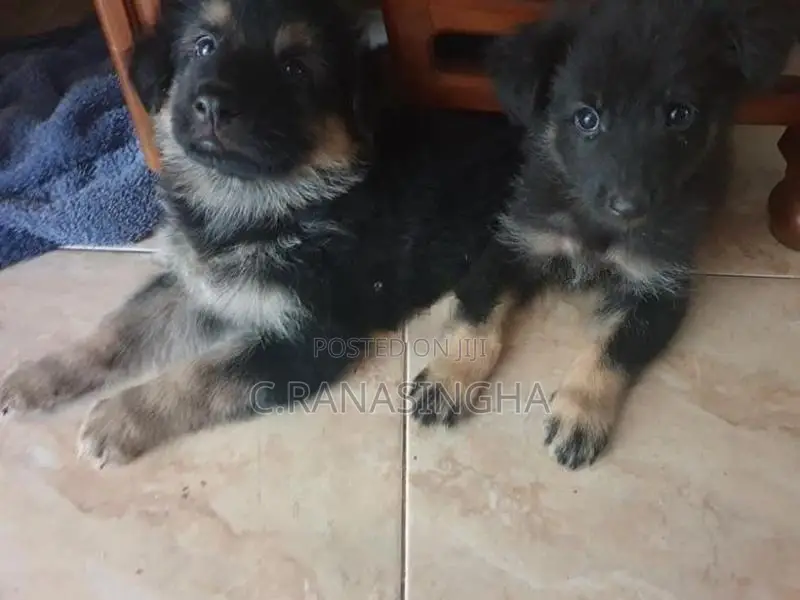 German Shepherd Dog