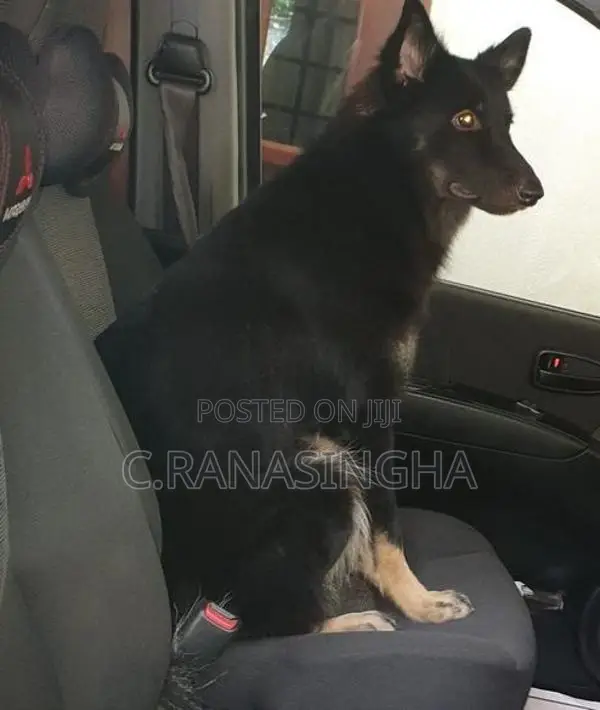 German Shepherd Dog