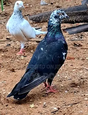 Saskin Joduwak