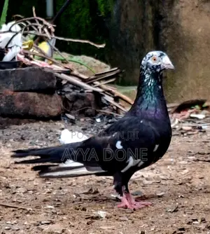 Saskin Joduwak