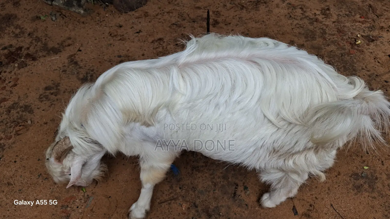Sanan Milk Line Male