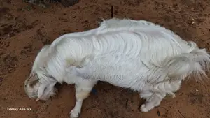 Sanan Milk Line Male