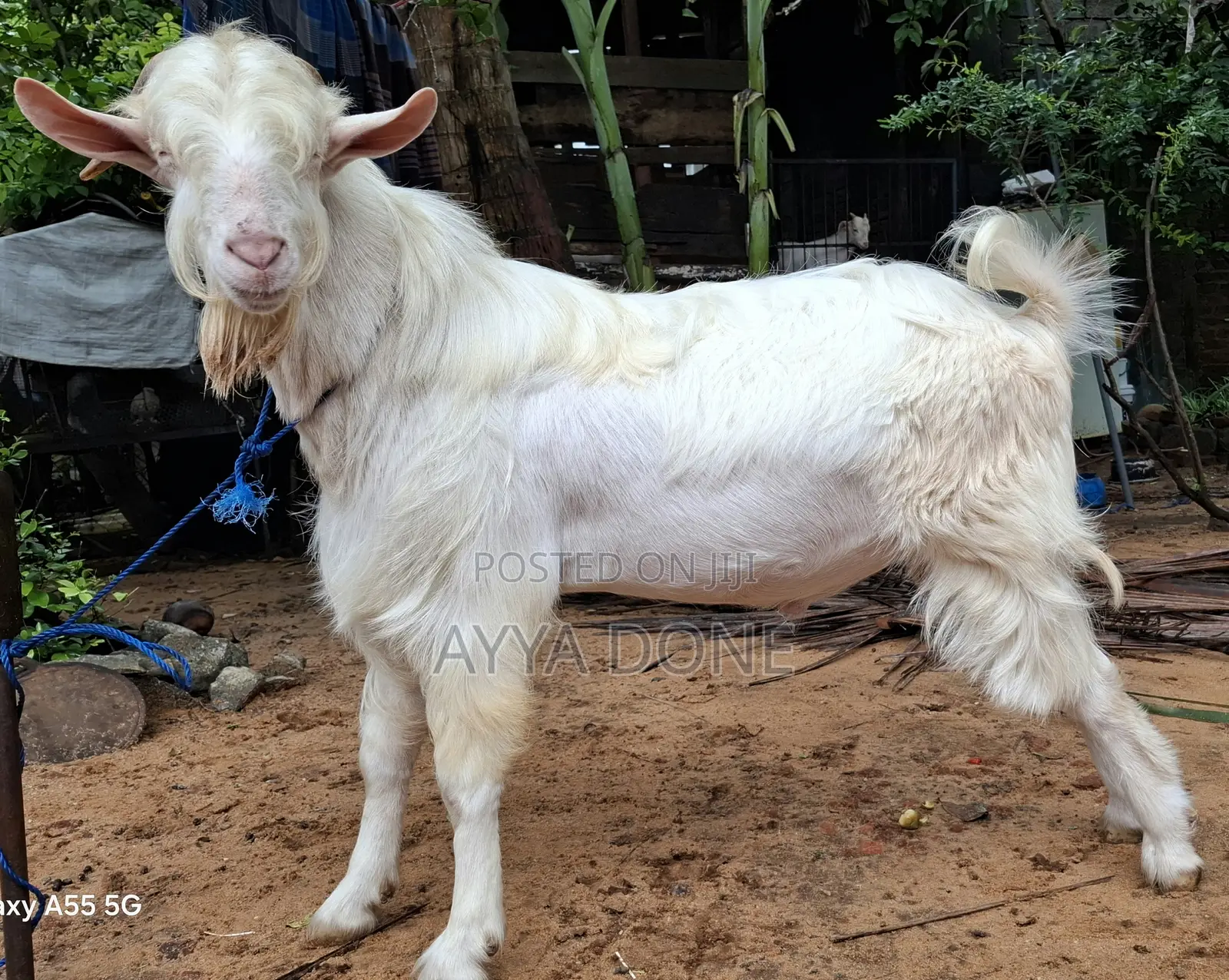 Sanan Milk Line Male