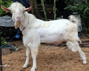 Sanan Milk Line Male