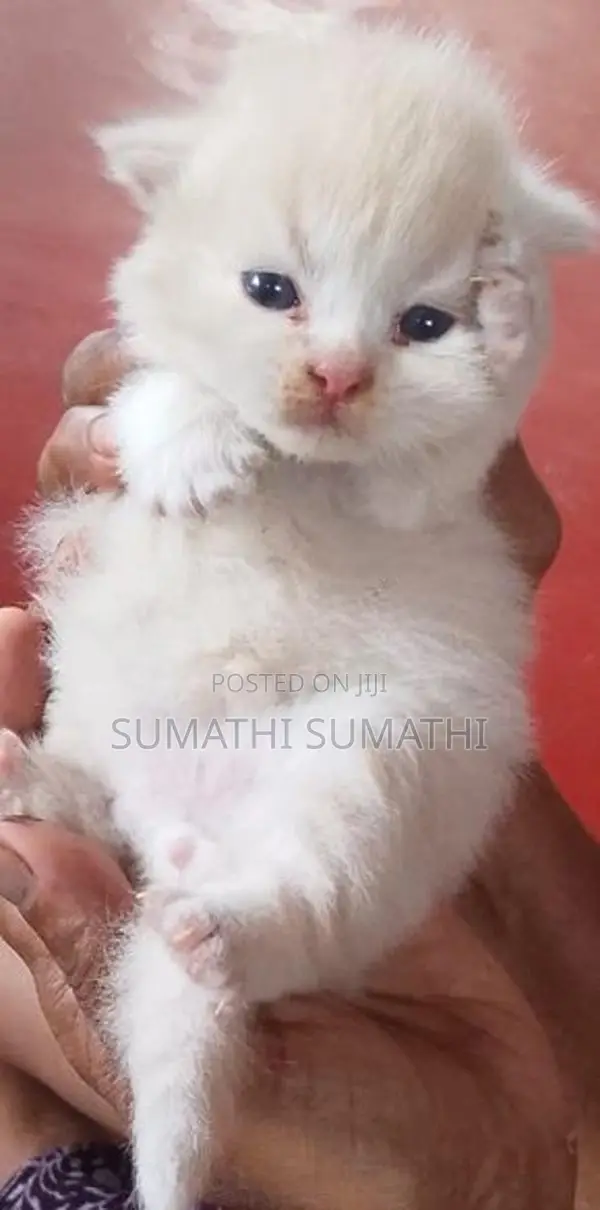 Doll Face Persian Cat