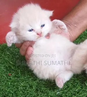 Doll Face Persian Cat