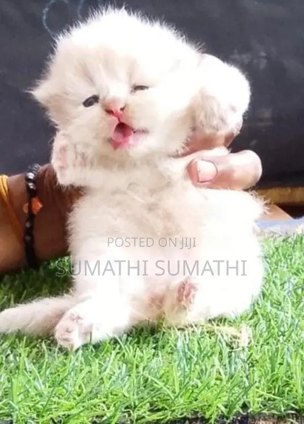 Doll Face Persian Cat