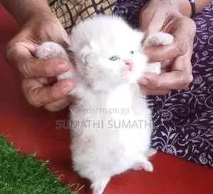 Doll Face Persian Cat
