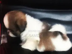 Shih Tzu Puppy