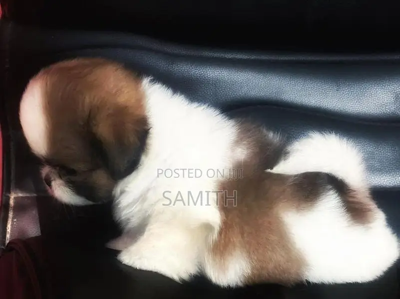 Shih Tzu Puppy