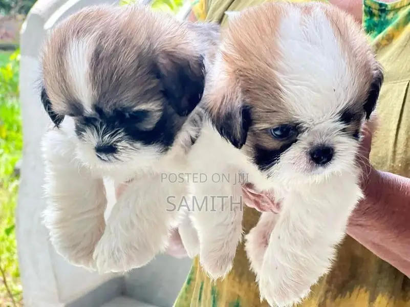 Shih Tzu Puppy