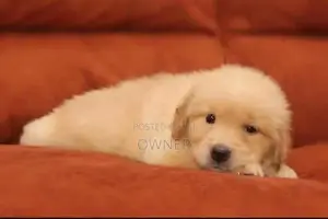Golden Retriever Puppies