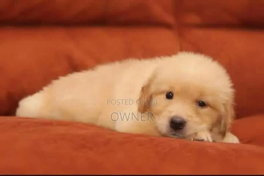 Golden Retriever Puppies