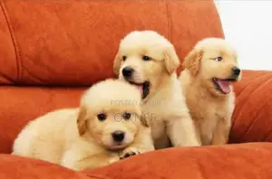 Golden Retriever Puppies