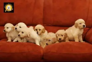 Golden Retriever Puppies