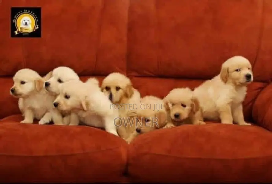 Golden Retriever Puppies