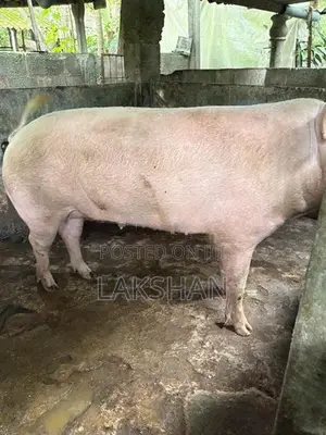Pigs