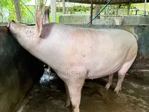 Pigs