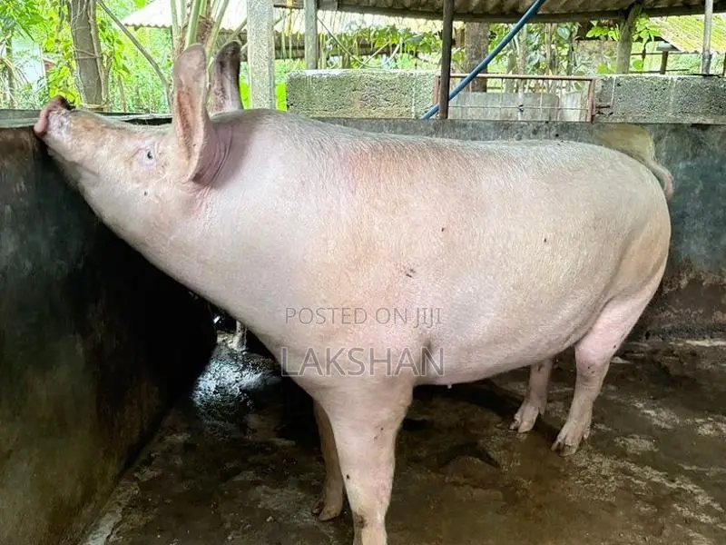 Pigs
