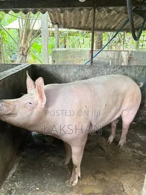 Pigs