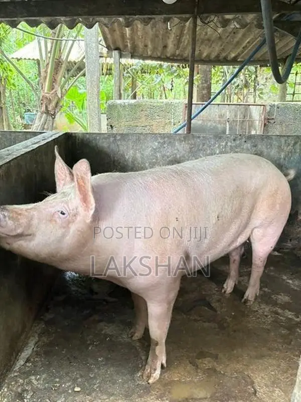 Pigs