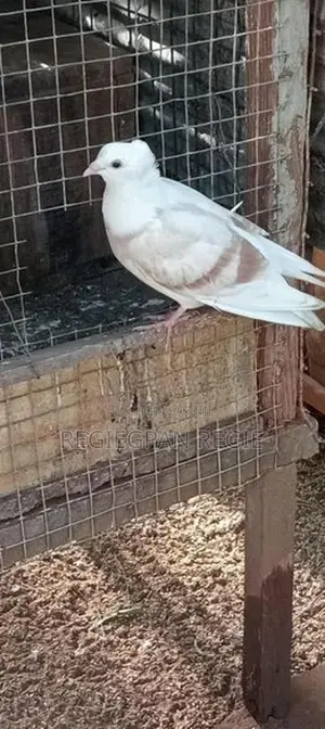 Pigeon